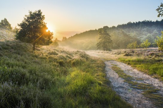 Landschap in Nationaal Park Hoge Kempen, bij zonsondergang