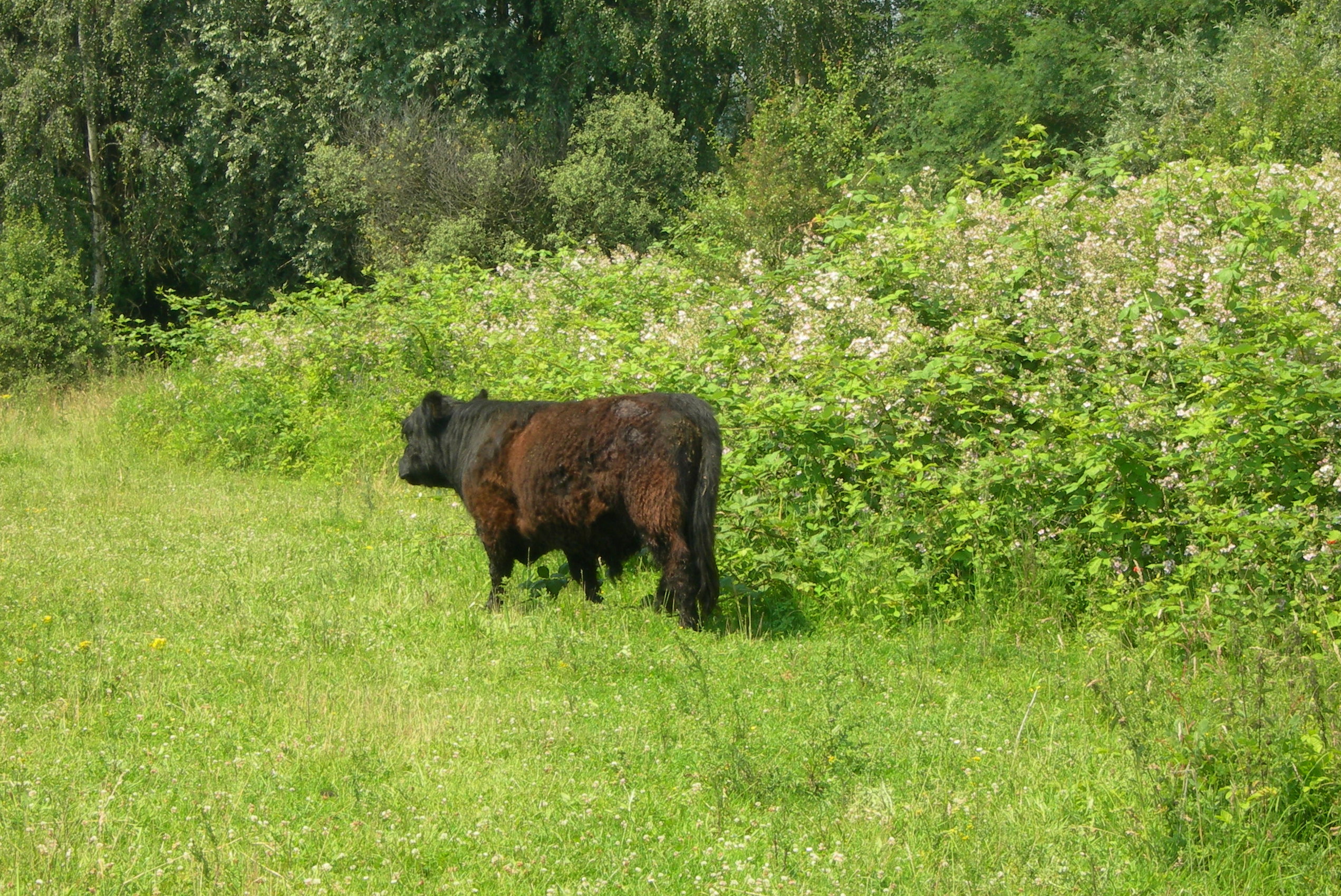 Maaslandrund in wei